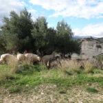 atv ierapetra sheeps